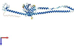 AlphaFold protein structure predicition of Mouse Recombinant Trim14 Protein, UniprotID Q8BVW3