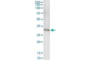 Immunoprecipitation of NUDT6 transfected lysate using anti-NUDT6 MaxPab rabbit polyclonal antibody and Protein A Magnetic Bead , and immunoblotted with NUDT6 purified MaxPab mouse polyclonal antibody (B01P) .