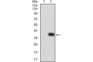 Western blot analysis using CCL4 mAb against HEK293 (1) and CCL4 (AA: 24-92)-hIgGFc transfected HEK293 (2) cell lysate. (CCL4 anticorps  (AA 24-92))
