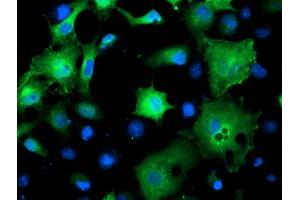 Anti-SMS mouse monoclonal antibody (ABIN2454719) immunofluorescent staining of COS7 cells transiently transfected by pCMV6-ENTRY SMS (RC200619). (SMS anticorps)