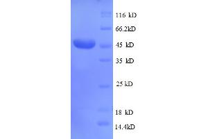 SDS-PAGE (SDS) image for CD320 Molecule (CD320) (AA 36-231), (partial) protein (GST tag) (ABIN5712742)