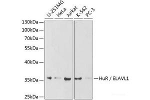 Western blot analysis of extracts of various cell lines using HuR / ELAVL1 Polyclonal Antibody at dilution of 1:1000. (ELAVL1 anticorps)