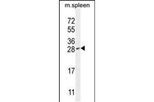Western blot analysis in mouse spleen tissue lysates (35ug/lane). (IAH1 anticorps  (AA 78-106))