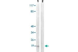 Western blot analysis of Lane 1: TNF treated COS-7 cells, Lane 2: antigen-specific peptide treated COS-7 cells with PEA15 (phospho S104) polyclonal antibody  at 1:500-1:1000 dilution. (PEA15 anticorps  (pSer104))