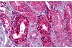 Anti-NAPE-PLD antibody IHC staining of human kidney. (NAPEPLD anticorps  (AA 6-20))