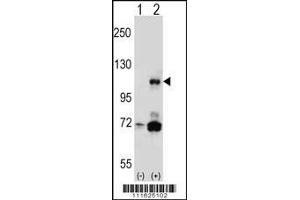 Western blot analysis of PIK3CB using rabbit polyclonal P using 293 cell lysates (2 ug/lane) either nontransfected (Lane 1) or transiently transfected (Lane 2) with the PIK3CB gene. (PIK3CB anticorps  (N-Term))