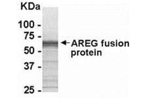 Western Blotting (WB) image for anti-Amphiregulin (AREG) (AA 100-184) antibody (ABIN2468195) (Amphiregulin anticorps  (AA 100-184))