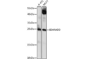 Western blot analysis of extracts of various cell lines, using EDARADD antibody (ABIN7266900) at 1:1000 dilution. (EDARADD anticorps  (AA 1-215))