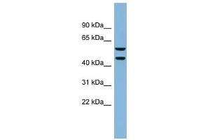 KLHDC4 antibody used at 1 ug/ml to detect target protein. (KLHDC4 anticorps  (N-Term))