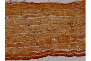 IHC image of ABIN7154440 diluted at 1:30 and staining in paraffin-embedded human skeletal muscle tissue performed on a Leica BondTM system. (GRAP anticorps  (AA 1-217))