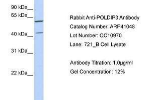 Western Blotting (WB) image for anti-Polymerase (DNA-Directed), delta Interacting Protein 3 (POLDIP3) (C-Term) antibody (ABIN2776594) (POLDIP3 anticorps  (C-Term))