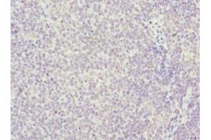 Immunohistochemistry of paraffin-embedded human tonsil tissue using ABIN7155205 at dilution of 1:100