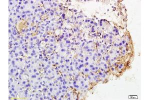 Formalin-fixed and paraffin embedded rat pancreas labeled with Rabbit Anti PAR4 Polyclonal Antibody, Unconjugated (ABIN673224) at 1:200 followed by conjugation to the secondary antibody and DAB staining (F2RL3 anticorps  (AA 320-343))