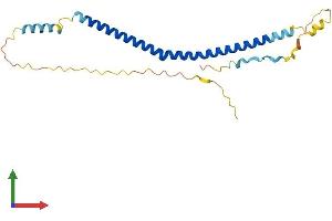 AlphaFold protein structure predicition of Human Recombinant BLOC1S4 Protein, UniprotID Q9NUP1