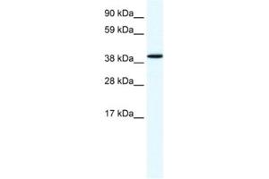 Western Blotting (WB) image for anti-Annexin A7 (ANXA7) antibody (ABIN2461377) (Annexin VII anticorps)