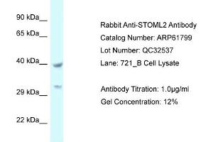 Western Blotting (WB) image for anti-Stomatin (EPB72)-Like 2 (STOML2) (C-Term) antibody (ABIN2788905) (STOML2 anticorps  (C-Term))