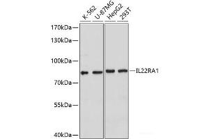 Western blot analysis of extracts of various cell lines using IL22RA1 Polyclonal Antibody at dilution of 1:1000. (IL22 Receptor alpha 1 anticorps)