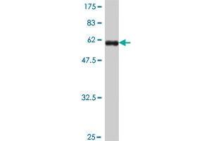 Western Blot detection against Immunogen (57.