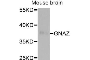 Western blot analysis of extracts of mouse brain, using GNAZ antibody. (GNaZ anticorps)