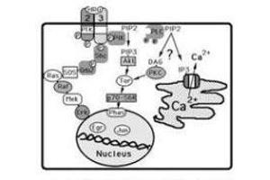Image no. 2 for anti-Receptor Tyrosine-Protein Kinase ErbB-3 (ERBB3) (AA 128-3), (C-Term) antibody (ABIN100396)