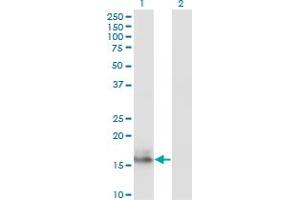Western Blot analysis of AGR2 expression in transfected 293T cell line by AGR2 monoclonal antibody (M01), clone 1E5. (AGR2 anticorps  (AA 1-175))