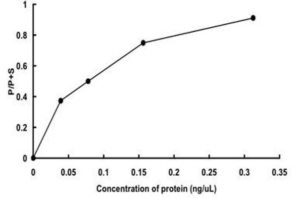 RPS6KA6 Protein (AA 1-745) (GST tag)