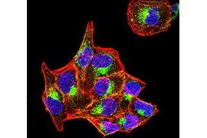 Immunofluorescence analysis of Hela cells using PSAP mouse mAb (green).