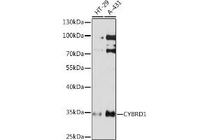 Western blot analysis of extracts of various cell lines, using CYBRD1 Rabbit pAb (ABIN7266627) at 1:1000 dilution. (Cytochrome B Reductase 1 anticorps  (AA 215-286))