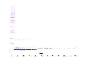 Image no. 3 for anti-Interleukin 3 (IL-3) antibody (ABIN464896) (IL-3 anticorps)