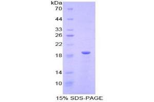 SDS-PAGE analysis of Mouse Relaxin Protein. (Relaxin Protéine)
