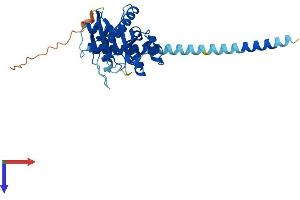 AlphaFold protein structure predicition of Mouse Recombinant Gimap5 Protein, UniprotID Q8BWF2