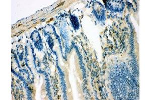 IHC-P: IRS1 antibody testing of mouse intestine tissue (IRS1 anticorps  (AA 1041-1242))
