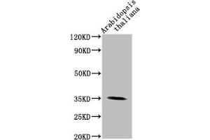 anti-PAP1 (AA 56-318) antibody