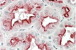 (ABIN1781847) (5 μg/mL) staining of paraffin embedded Human Kidney. (Apolipoprotein D anticorps  (Internal Region))