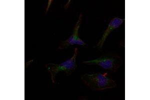 Immunofluorescence staining of methanol-fixed HeLa cells using ERBB3 polyclonal antibody (Cat # PAB12231, Red). (ERBB3 anticorps  (Tyr1328))