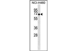 Western blot analysis using APG16L Antibody  in NCI-H460 cell line lysates (35ug/lane). (ATG16L1 anticorps  (AA 84-114))