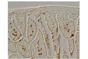 Sample Type: Mouse E 18.