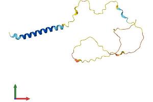 AlphaFold protein structure predicition of Mouse Recombinant Scimp Protein, UniprotID Q3UU41