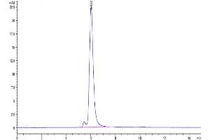 The purity of Mouse CDCP1 is greater than 95 % as determined by SEC-HPLC. (CDCP1 Protein (His tag))