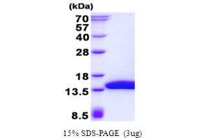 Image no. 1 for SH3 Domain Binding Glutamic Acid-Rich Protein Like 3 (SH3BGRL3) protein (His tag) (ABIN1098394)