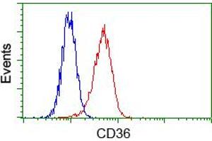 Flow cytometric analysis of Hela cells, using anti-CD36 antibody (ABIN2452887), (Red) compared to a nonspecific negative control antibody (TA50011) (Blue). (CD36 anticorps)