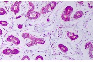 Anti-HSPE1 / CPN10 antibody IHC staining of human breast. (HSPE1 anticorps)