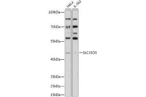 Western blot analysis of extracts of various cell lines, using SLC35D3 antibody (ABIN7270452) at 1:1000 dilution. (SLC35D3 anticorps  (AA 310-390))