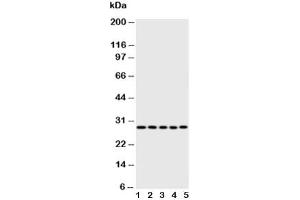 Western blot testing of Caspase-14 antibody
