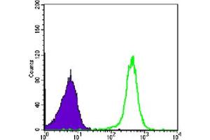 Flow cytometric analysis of COS7 cells using CBX1 mouse mAb (green) and negative control (purple). (CBX1 anticorps)