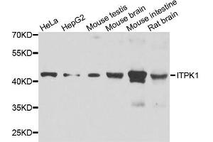 Western blot analysis of extracts of various cell lines, using ITPK1 antibody. (ITPK1 anticorps  (AA 185-414))