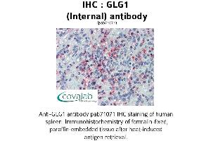 Image no. 1 for anti-Golgi Glycoprotein 1 (GLG1) (Internal Region) antibody (ABIN1734715) (GLG1 anticorps  (Internal Region))