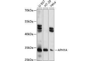 Western blot analysis of extracts of various cell lines, using A antibody (ABIN7265628) at 1:1000 dilution. (APH1A anticorps  (C-Term))