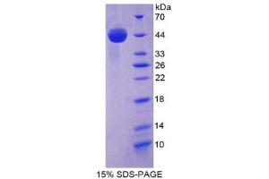 SDS-PAGE (SDS) image for Glutamic-Oxaloacetic Transaminase 1, Soluble (Aspartate Aminotransferase 1) (GOT1) (AA 1-413) protein (His tag) (ABIN1078921) (GOT1 Protein (AA 1-413) (His tag))