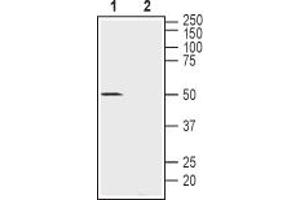 Western blot analysis of mouse brain lysates:1.